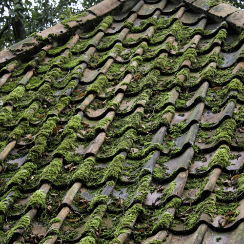Démoussage de toiture